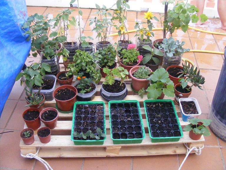 [Foto de planta, jardin, jardineria]