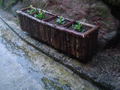 [Foto de planta, jardin, jardineria]