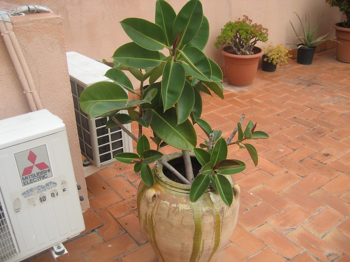 [Foto de planta, jardin, jardineria]