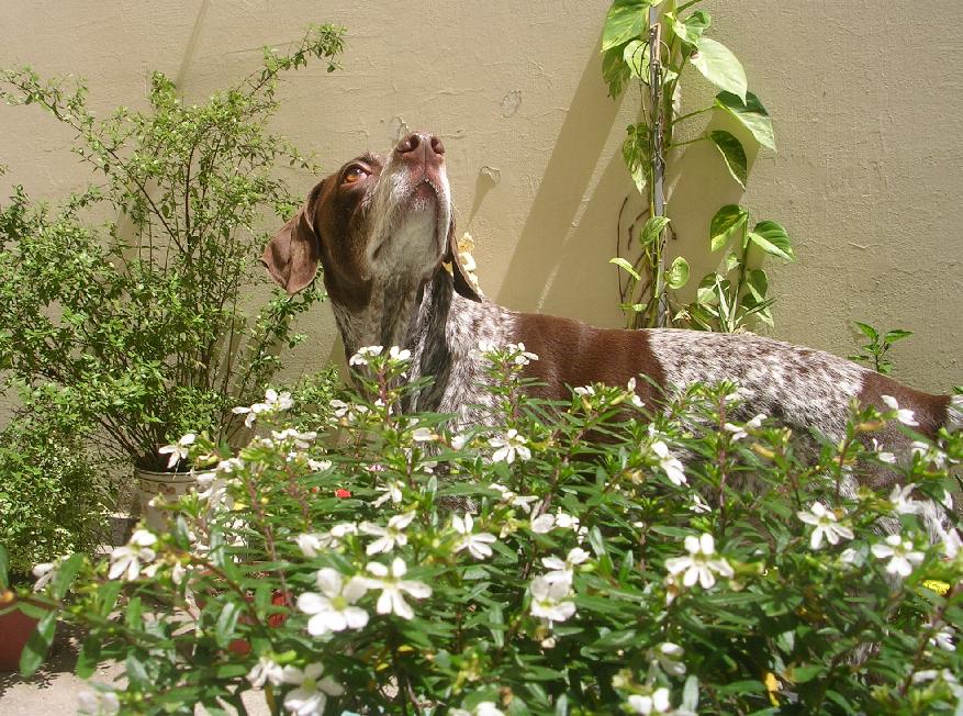 [Foto de planta, jardin, jardineria]