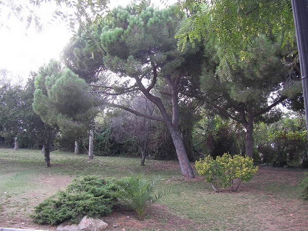 [Foto de planta, jardin, jardineria]