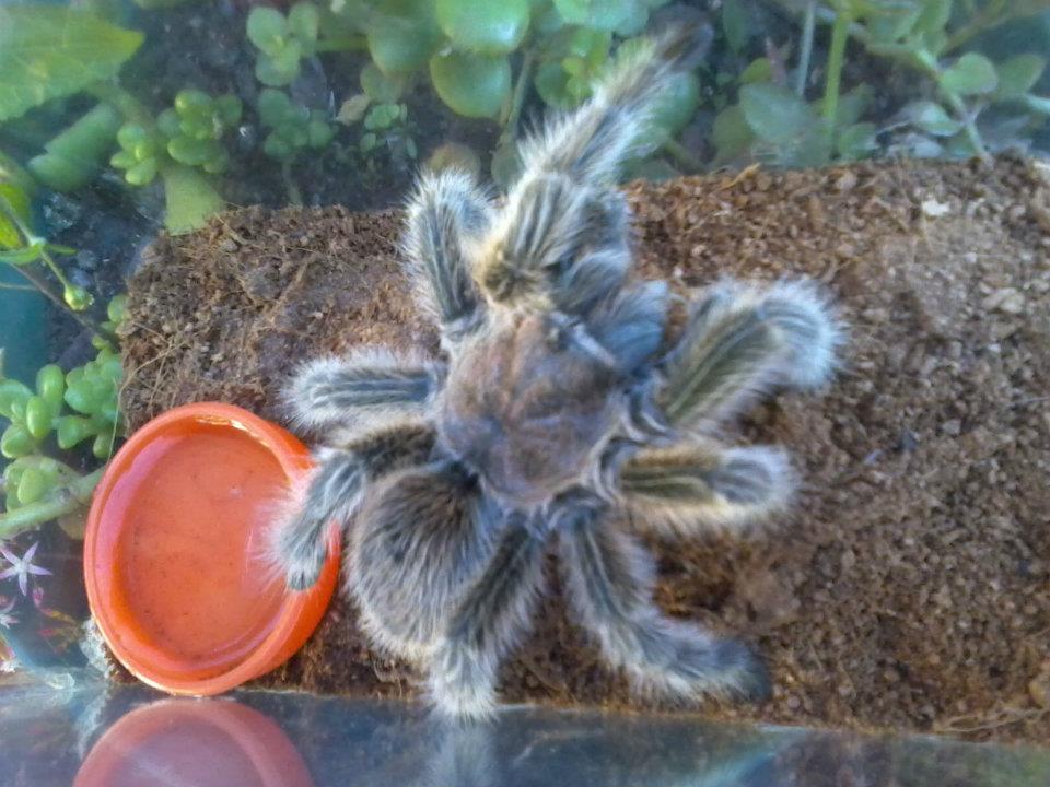 [Foto de planta, jardin, jardineria]