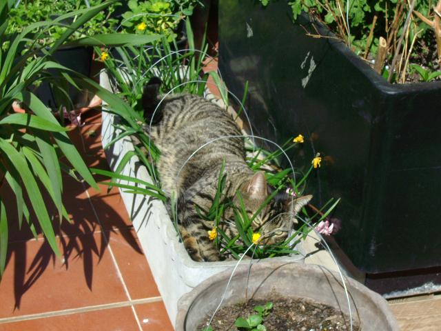 6 consejos para mantener a los gatos alejados de las plantas y los jardines