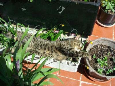 [Foto de planta, jardin, jardineria]