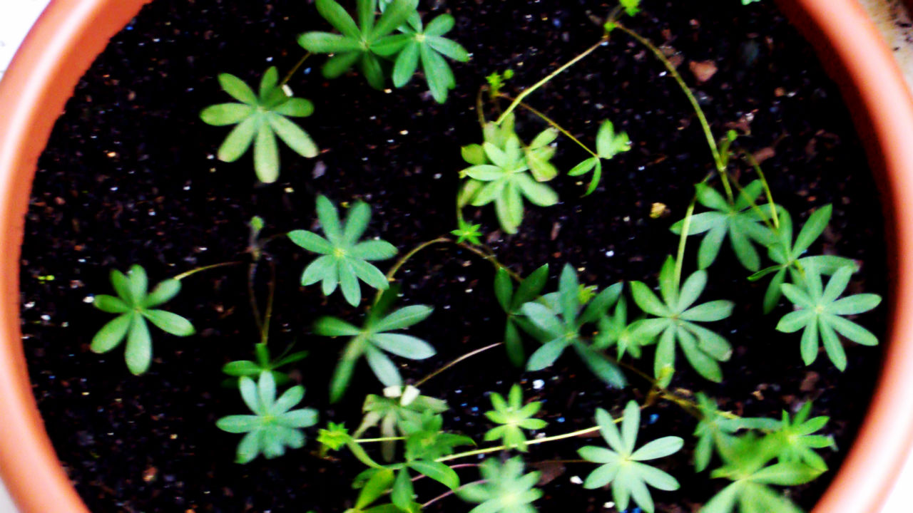 [Foto de planta, jardin, jardineria]