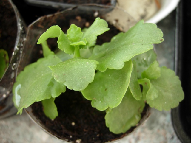 [Foto de planta, jardin, jardineria]