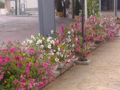 [Foto de planta, jardin, jardineria]