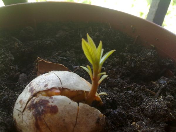 [Foto de planta, jardin, jardineria]