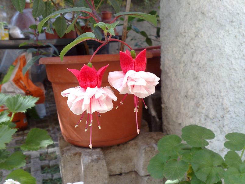[Foto de planta, jardin, jardineria]