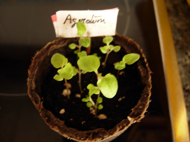 [Foto de planta, jardin, jardineria]