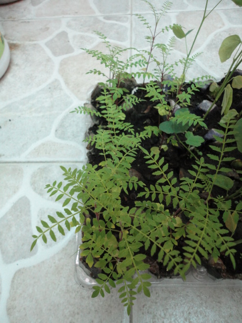 [Foto de planta, jardin, jardineria]