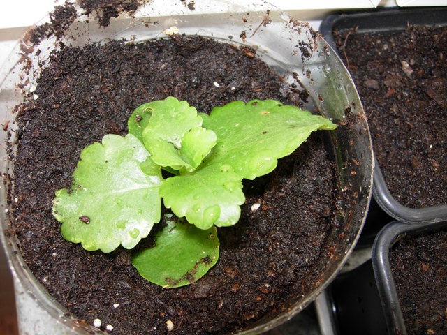 [Foto de planta, jardin, jardineria]