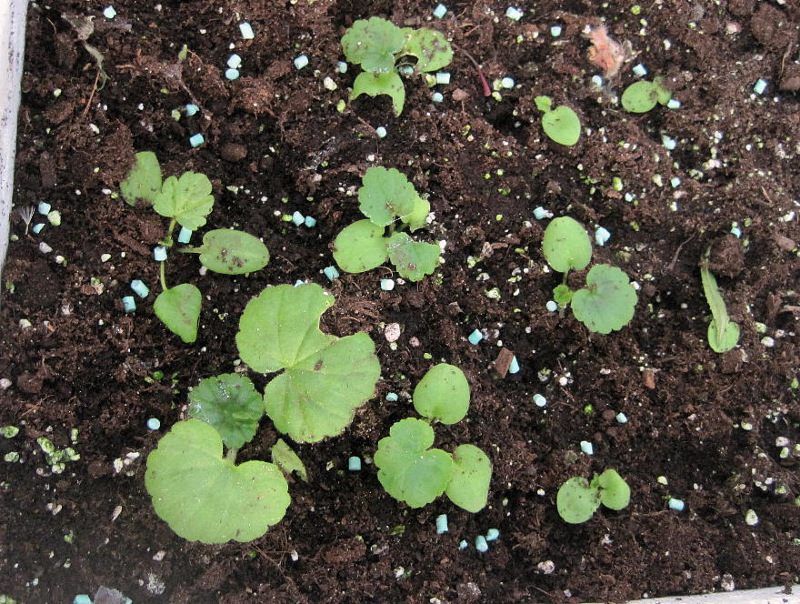 [Foto de planta, jardin, jardineria]