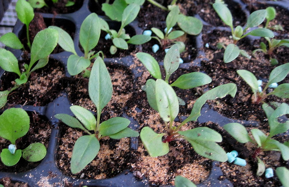 [Foto de planta, jardin, jardineria]