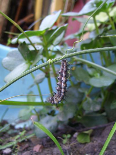 [Foto de planta, jardin, jardineria]