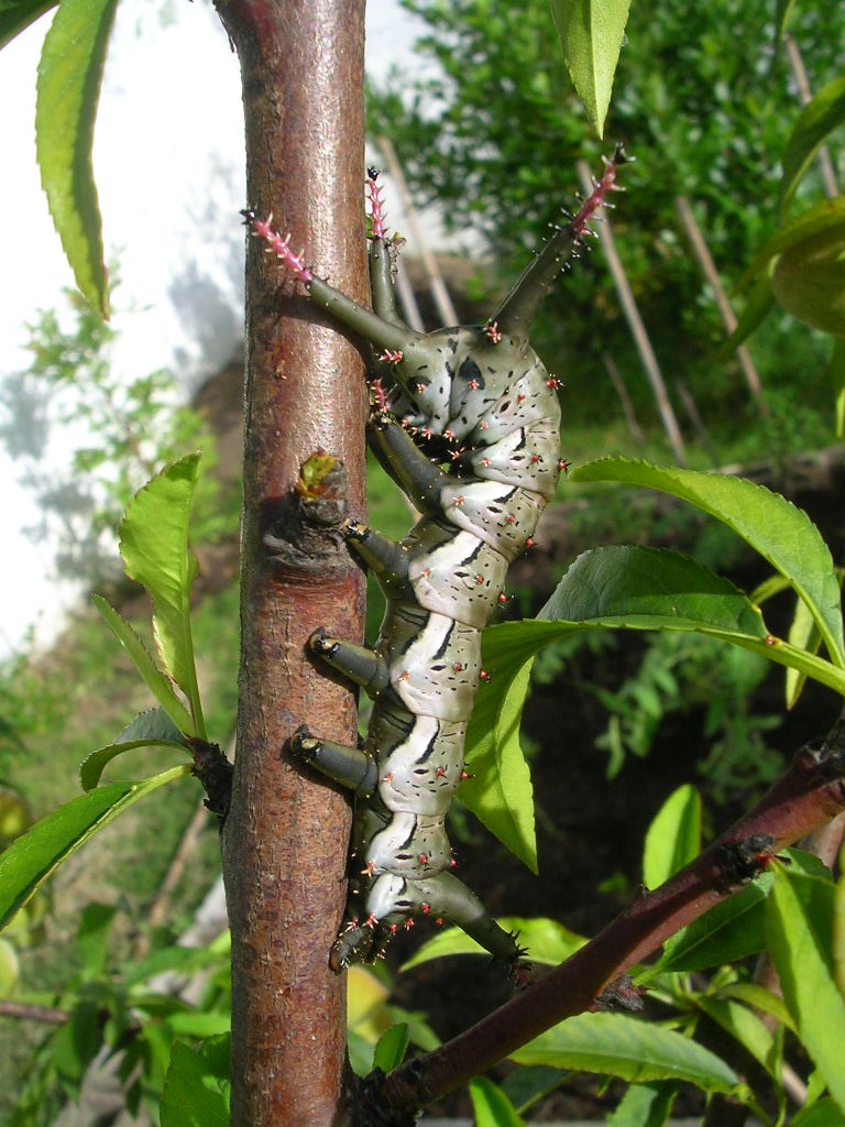 [Foto de planta, jardin, jardineria]