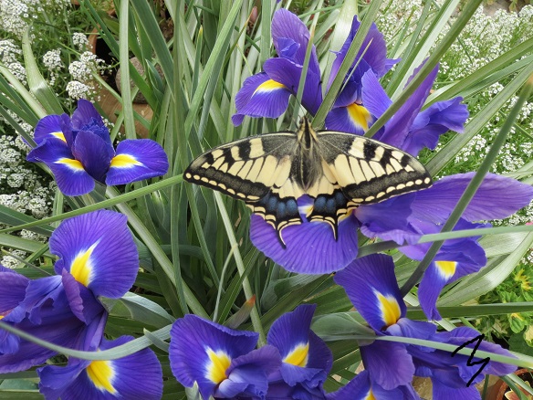 [Foto de planta, jardin, jardineria]