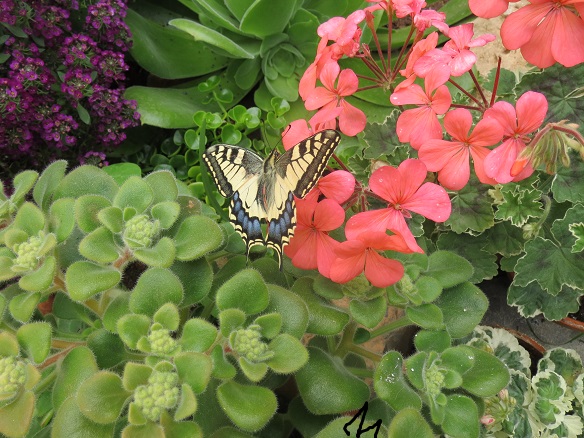 [Foto de planta, jardin, jardineria]