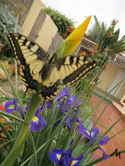 [Foto de planta, jardin, jardineria]