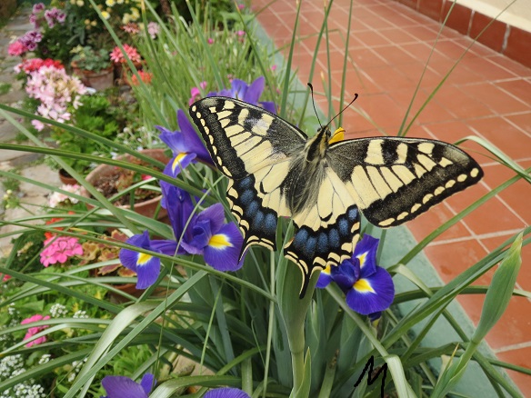 [Foto de planta, jardin, jardineria]