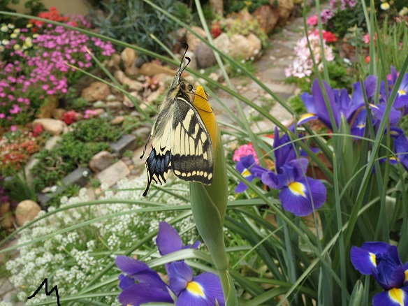 [Foto de planta, jardin, jardineria]