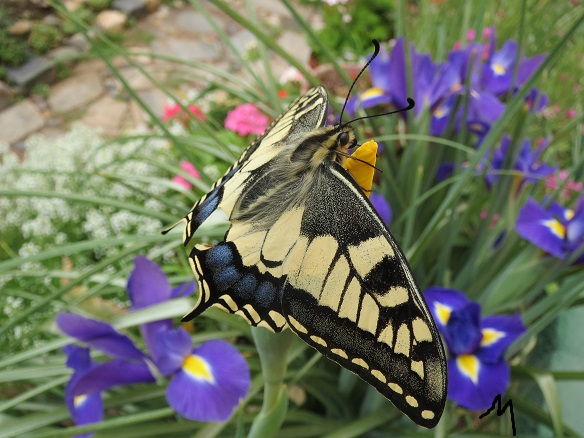 [Foto de planta, jardin, jardineria]