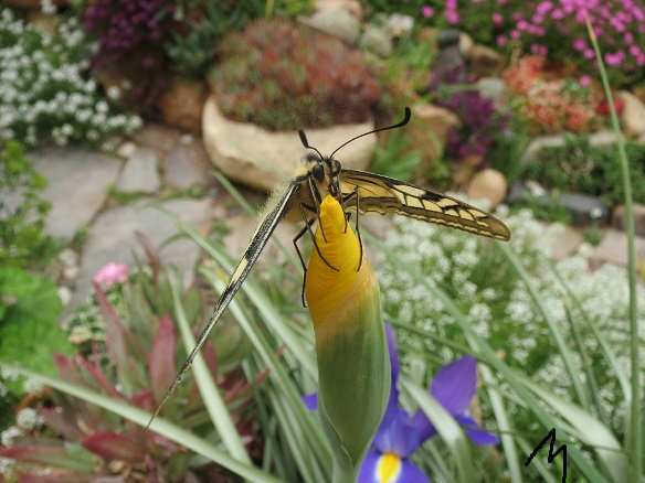 [Foto de planta, jardin, jardineria]