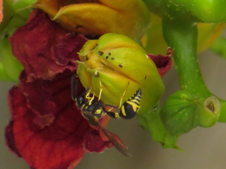 [Foto de planta, jardin, jardineria]