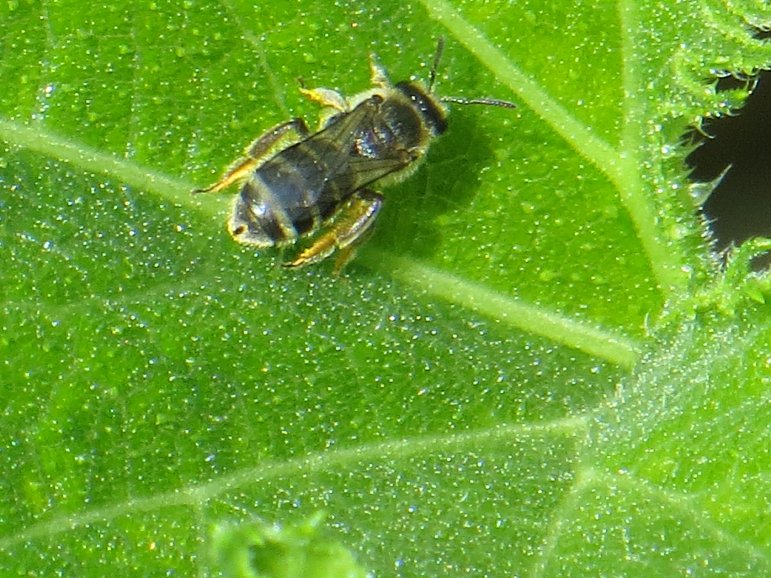 [Foto de planta, jardin, jardineria]