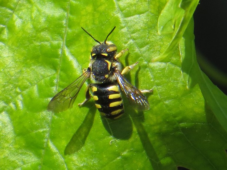 [Foto de planta, jardin, jardineria]