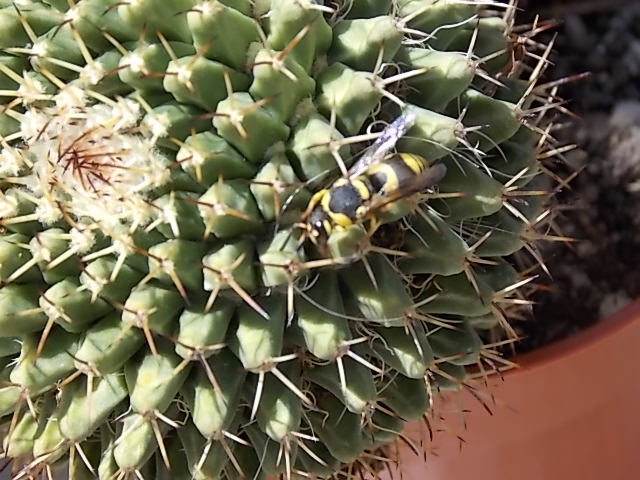 [Foto de planta, jardin, jardineria]