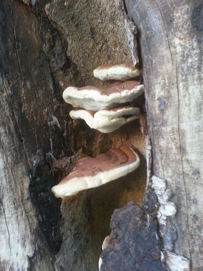 Setas sobre troncos o tocones de árboles