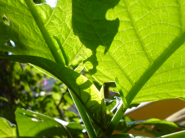 [Foto de planta, jardin, jardineria]