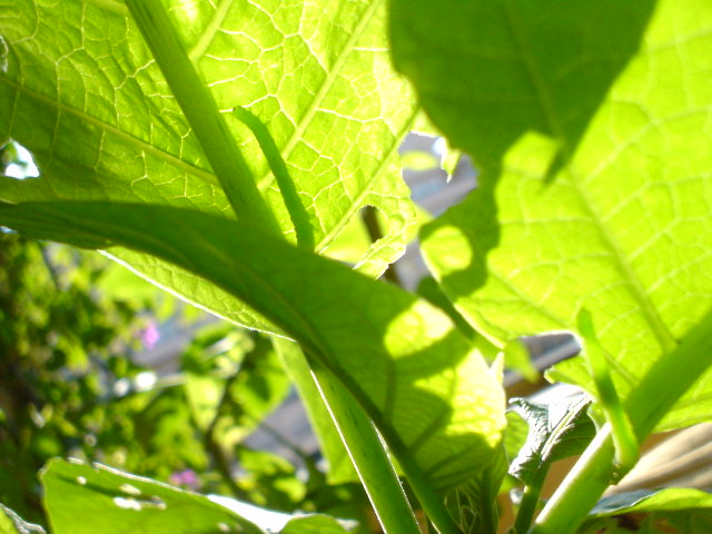 [Foto de planta, jardin, jardineria]
