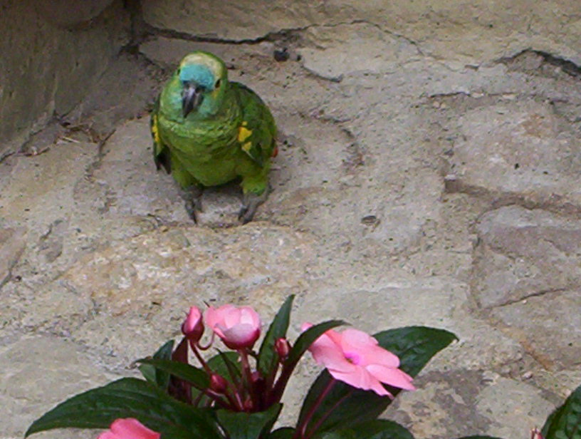 [Foto de planta, jardin, jardineria]