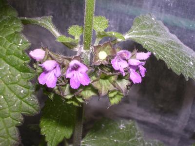 [Foto de planta, jardin, jardineria]