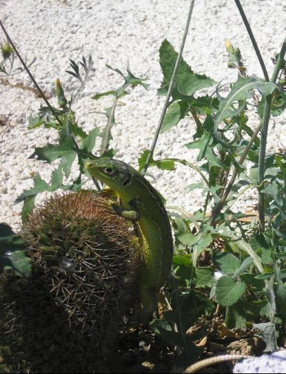 [Foto de planta, jardin, jardineria]