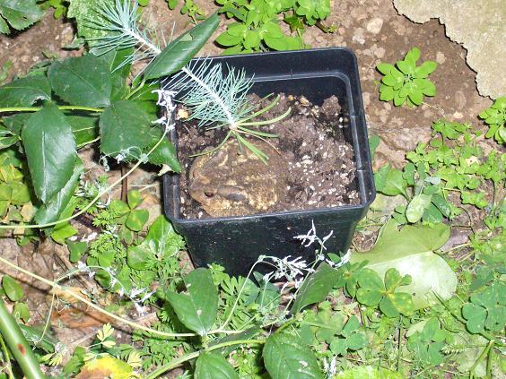 [Foto de planta, jardin, jardineria]