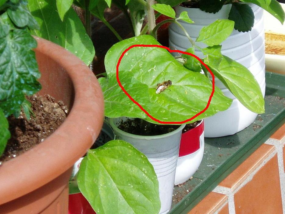 [Foto de planta, jardin, jardineria]