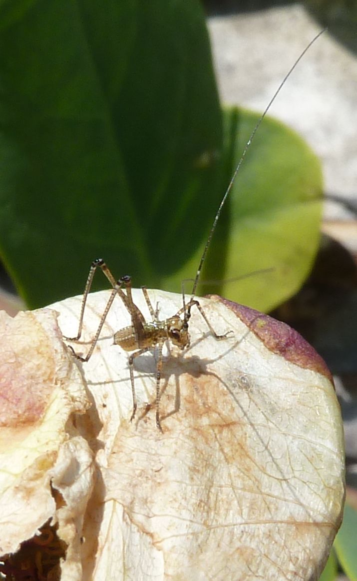 [Foto de planta, jardin, jardineria]