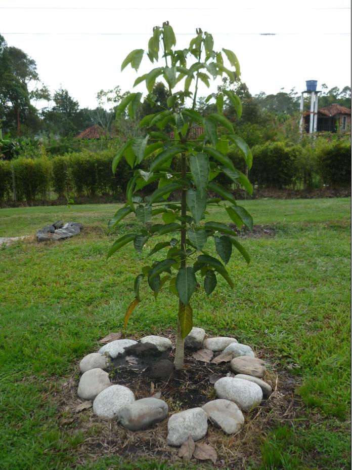 [Foto de planta, jardin, jardineria]