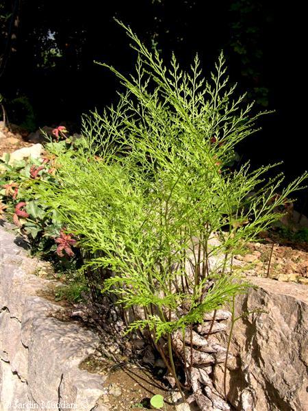 [Foto de planta, jardin, jardineria]