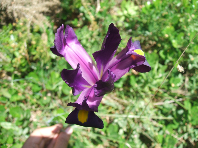 [Foto de planta, jardin, jardineria]