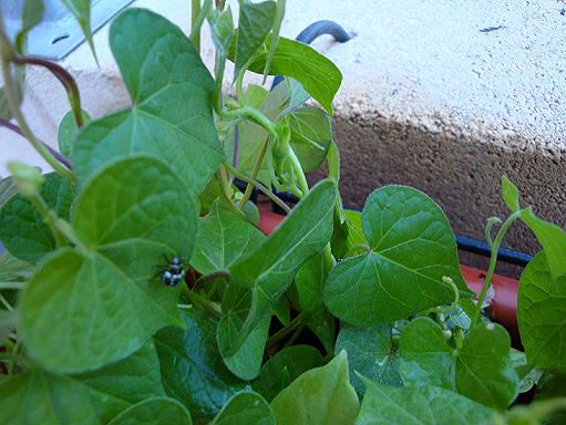 [Foto de planta, jardin, jardineria]