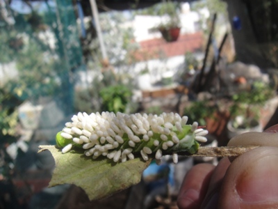 [Foto de planta, jardin, jardineria]