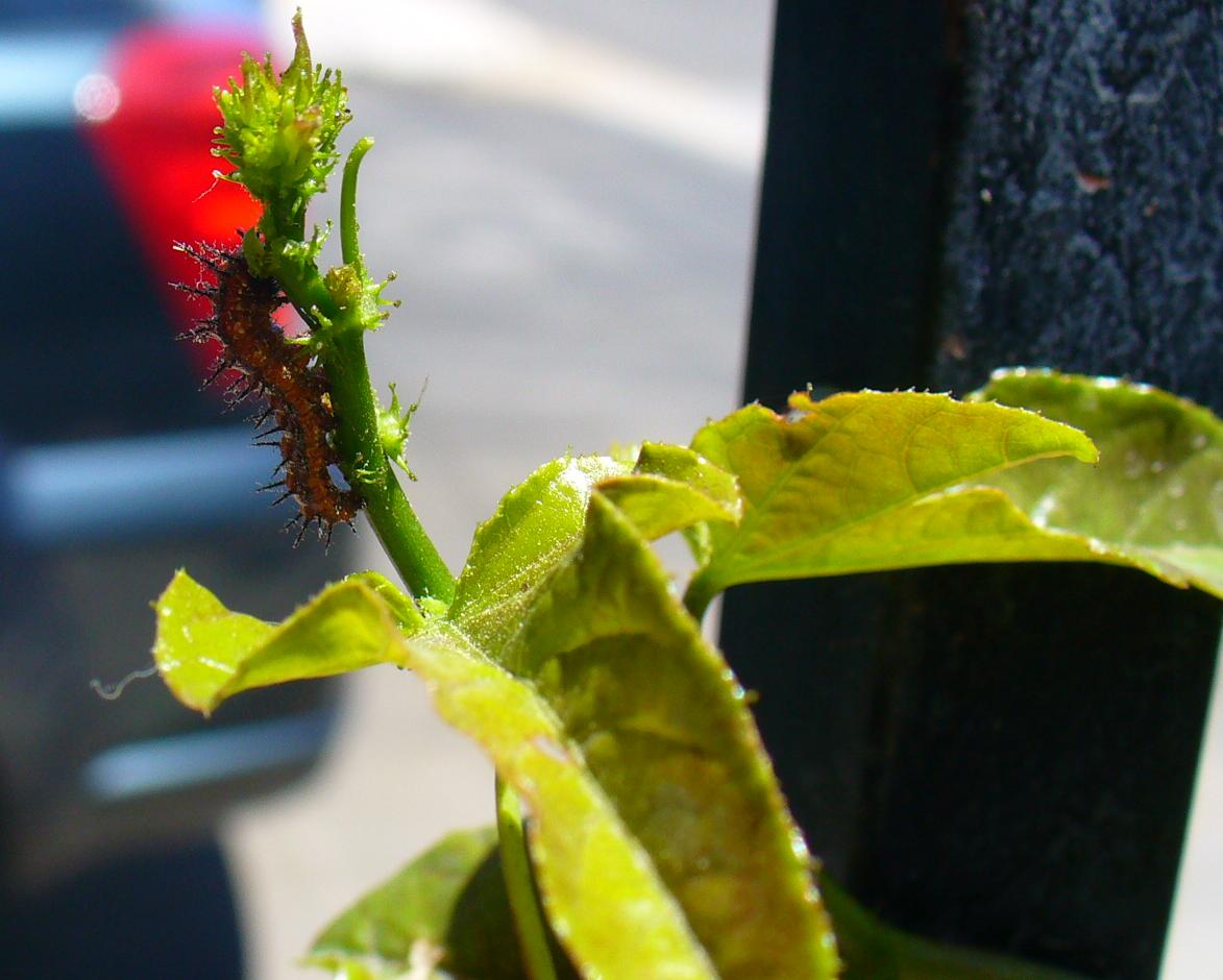 [Foto de planta, jardin, jardineria]