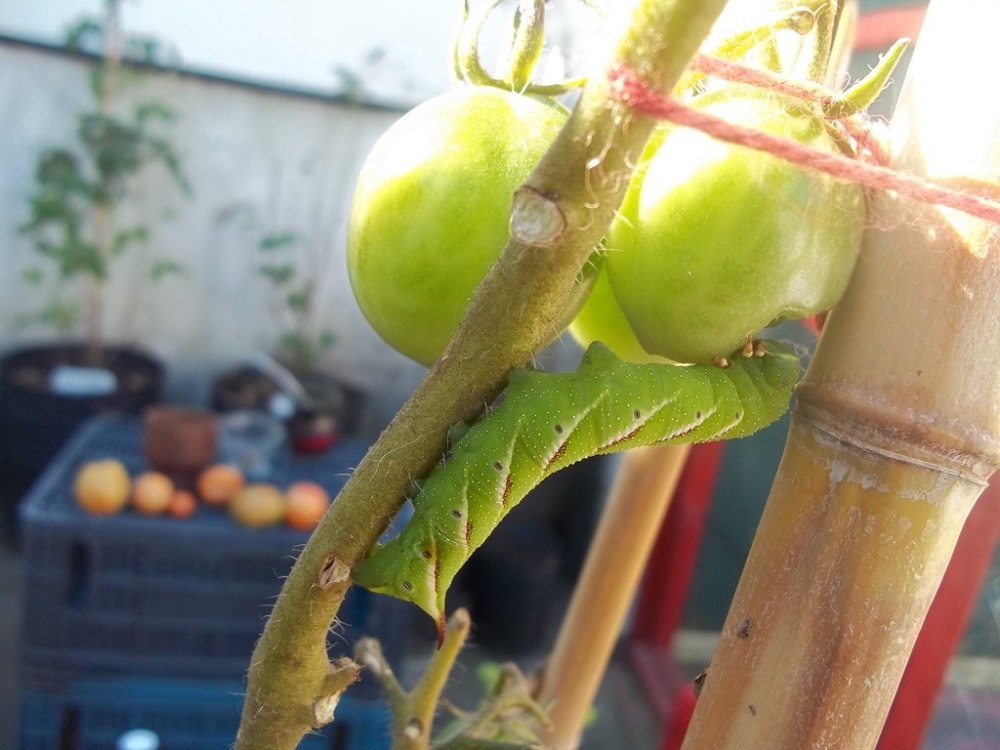 [Foto de planta, jardin, jardineria]