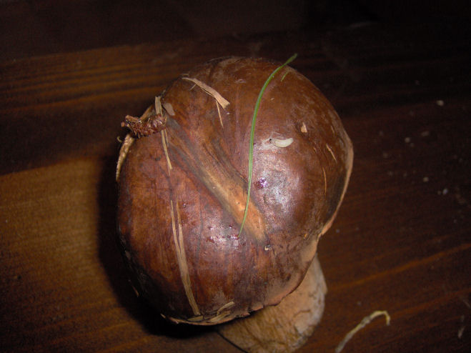 [Foto de planta, jardin, jardineria]