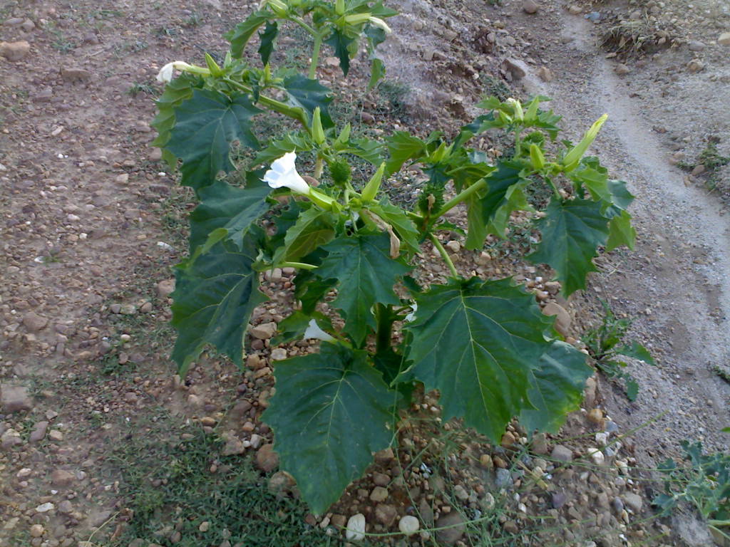 [Foto de planta, jardin, jardineria]