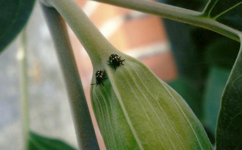 [Foto de planta, jardin, jardineria]